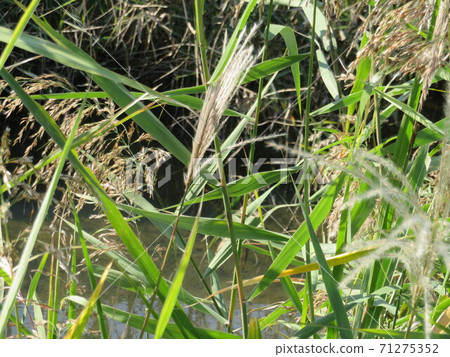 Japanese pampas grass ears-autumn 71275352