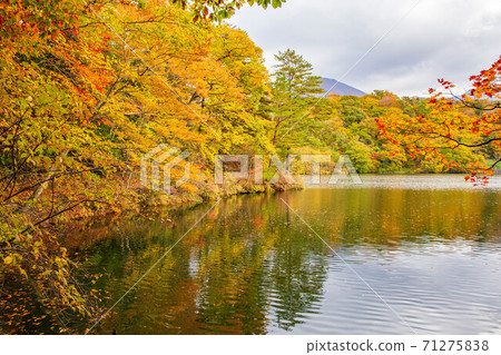 Autumn in the Shirakami Mountains, a World Heritage Site, Lake of Juni, Oike Autumn in the Shirakami Mountains, a World Heritage Site, Lake of Juni, Oike 71275838