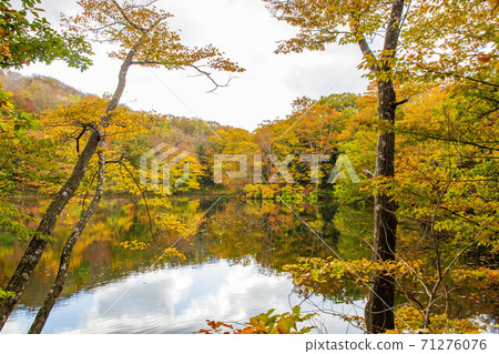 Autumn in the Shirakami Mountains, a World Heritage Site, Lake of Juni, Oike 71276076