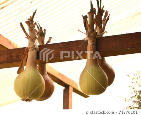 洋蔥幹 洋蔥幹 71276101