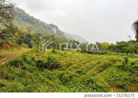 菲律賓宿霧島山區的芒果種植 菲律賓宿霧島山區的芒果種植 71276175