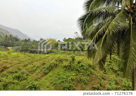菲律賓宿霧島山區的芒果種植 71276176