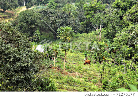 菲律賓宿霧島山區的芒果種植 菲律賓宿霧島山區的芒果種植 71276177