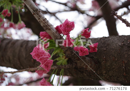 八重櫻芽（照片：神奈川縣大和市） 71276178