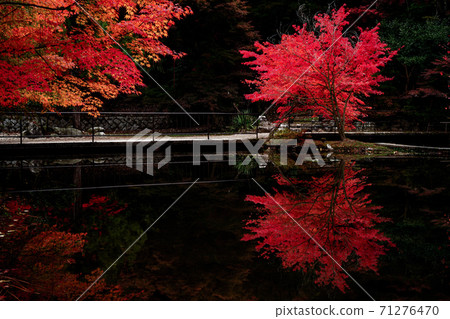 Sogaki公園倒立的秋葉 Sogaki公園倒立的秋葉 71276470
