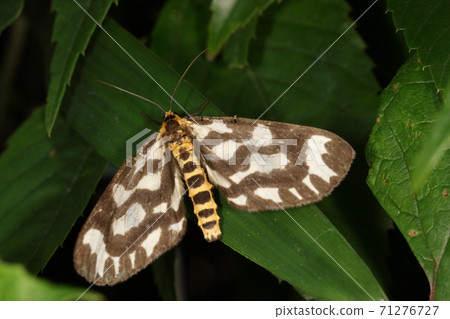Creatures Insect Umeedashaku, round wings and thick body. Around 4 cm wide. Fly slowly in the daytime Creatures Insect Umeedashaku, round wings and thick body. Around 4 cm wide. Fly slowly in the daytime 71276727