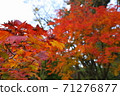 Autumn leaves 71276877