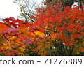 Autumn leaves 71276889