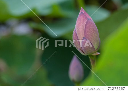 一朵蓮花 71277267