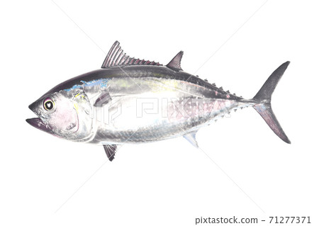 金槍魚 71277371