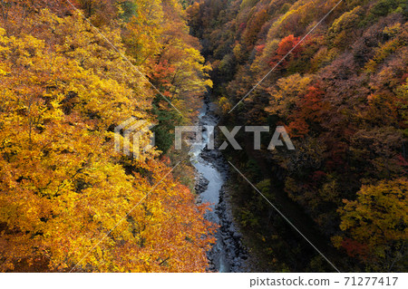 Nakatsugawa Valley Autumn leaves Nakatsugawa Valley Autumn leaves 71277417