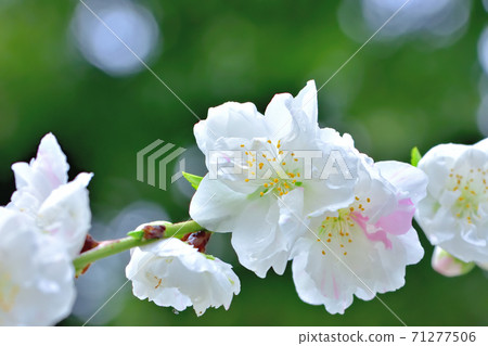 Hanamomo盛開 71277506