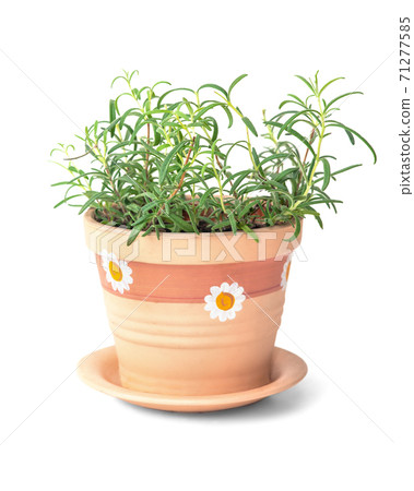 Rosemary plant in flower pot on white background Rosemary plant in flower pot on white background 71277585