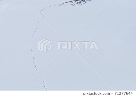 北海道雪原遺留的動物腳印（水平） 71277644