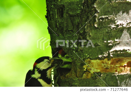 Great spotted woodpecker feeding chicks in burrows in the mountains of Hokkaido 71277646