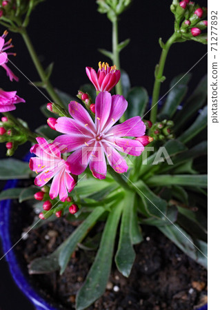 Levisia Levisia 71277892