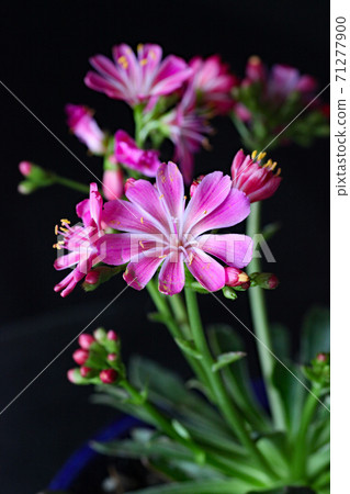 Levisia Levisia 71277900