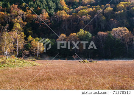 Wetland sunlight Wetland sunlight 71278513