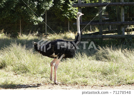 Ostrich Ostrich 71278548