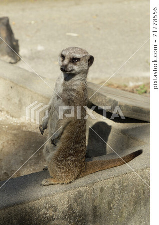 東武動物公園的宮貓 71278556