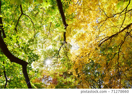 Autumn leaves green and yellow Autumn leaves green and yellow 71278660