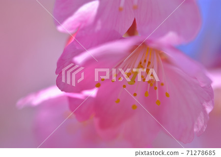 河津櫻花盛開 河津櫻花盛開 71278685