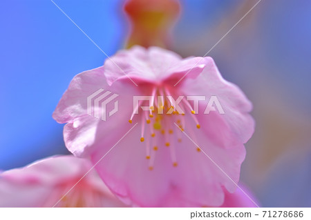 河津櫻花盛開 河津櫻花盛開 71278686