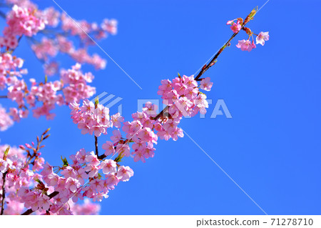 Kawazu cherry blossoms in full bloom Kawazu cherry blossoms in full bloom 71278710