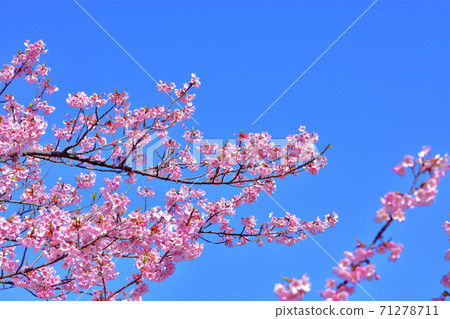 Kawazu cherry blossoms in full bloom Kawazu cherry blossoms in full bloom 71278711