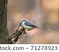 野生鳥類Gojukara正在啄食 71278923