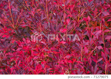紅緋紅色 紅緋紅色 71279075