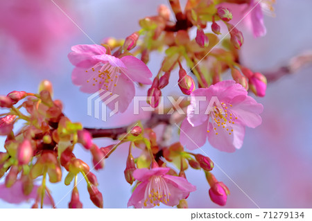 Kawazu cherry blossoms in full bloom Kawazu cherry blossoms in full bloom 71279134