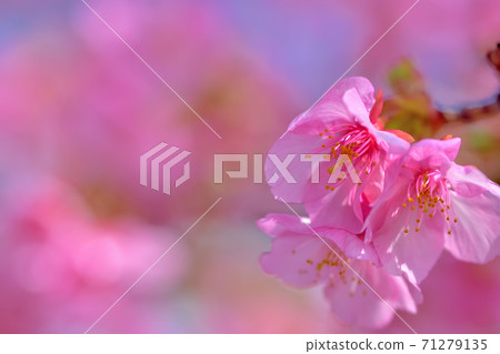 河津櫻花盛開 河津櫻花盛開 71279135