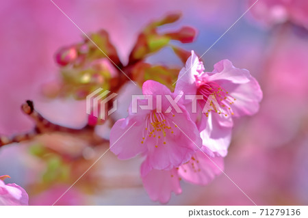 Kawazu cherry blossoms in full bloom Kawazu cherry blossoms in full bloom 71279136