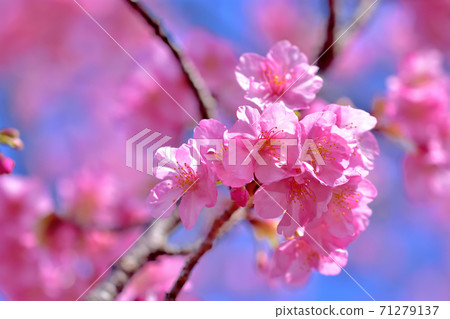Kawazu cherry blossoms in full bloom Kawazu cherry blossoms in full bloom 71279137