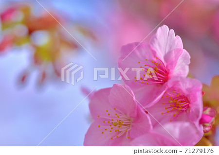 Kawazu cherry blossoms in full bloom Kawazu cherry blossoms in full bloom 71279176