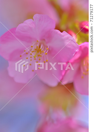 河津櫻花盛開 河津櫻花盛開 71279177