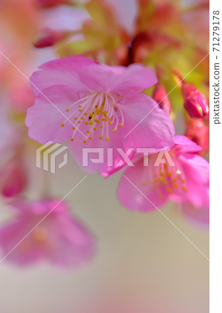 Kawazu cherry blossoms in full bloom Kawazu cherry blossoms in full bloom 71279178