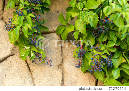 Wild blue grapes on old stone wall background 71279224
