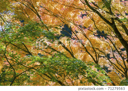 Autumn leaves near Hinohara Tokyo Citizen's Forest on Okutama Shuyu Road 71279563