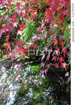 Autumn leaves and rivers Autumn leaves and rivers 71279579