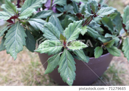 羽扇，近藤草，水前寺綠黨，晴間草，四季部草，銀杏屬多年生草，沖繩蔬菜，加賀蔬菜 71279685