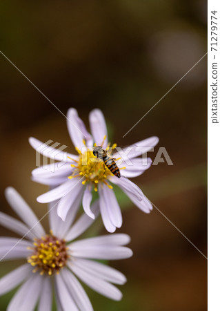 野菊花和花瓣昆蟲 野菊花和花瓣昆蟲 71279774