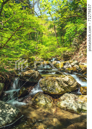 在森林裡的山間溪流 在森林裡的山間溪流 71279837
