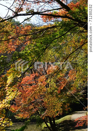 Autumn leaves in Oyamada Ryokuchi, Machida, Tokyo Autumn leaves in Oyamada Ryokuchi, Machida, Tokyo 71280282