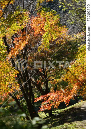 秋葉在東京町田市大山田隆口 秋葉在東京町田市大山田隆口 71280290