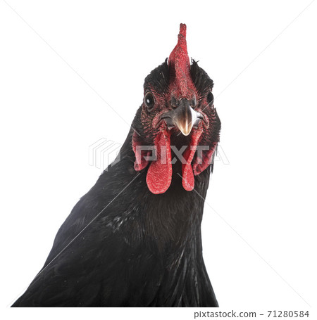 Geline de Touraine in studio 71280584