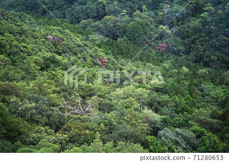 兵庫神戶六甲山後六甲深谷森林(夏季索道) 兵庫神戶六甲山後六甲深谷森林(夏季索道) 71280653
