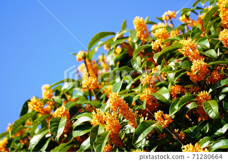 大阪府深田紫金山公園的Kinmokusei（秋天） 71280664