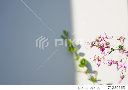 大阪府深田Ha之花（秋天，紫金礦山公園） 71280665